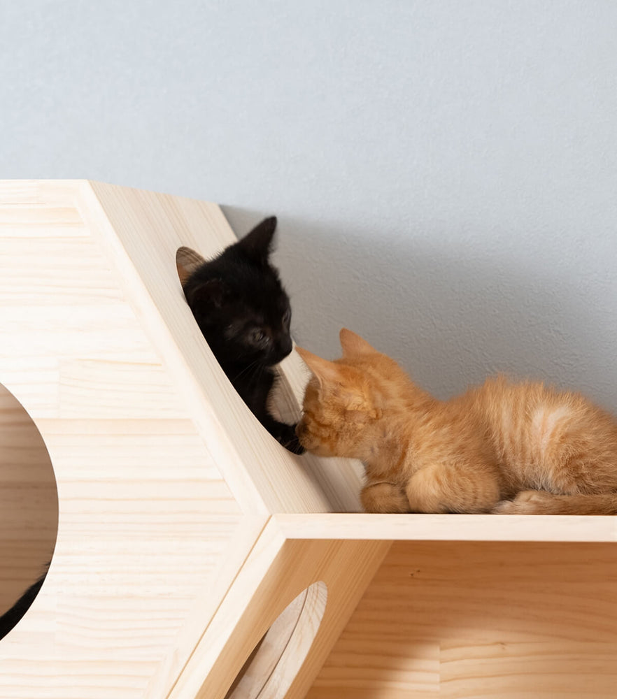 猫ハウス&キャットステップ 六角BOX②小窓 ｜ 猫のための木工所