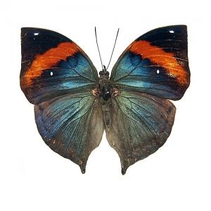 ムラサキコノハチョウ／表展翅 , 蝶の標本 販売・通販のNatureShop