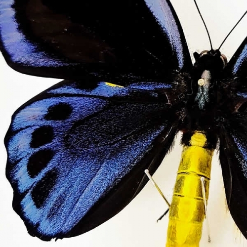アオメガネアゲハ(アオメガネトリバネアゲハ) , 蝶の標本 販売・通販の