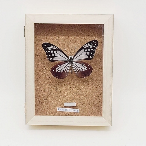 アサギマダラ／メス , タテハ蝶科標本 , 蝶の標本 販売・通販の