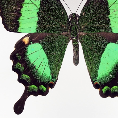 オビクジャクアゲハ(ルリオビアゲハ) , タグ「黒」 , 蝶の標本 販売