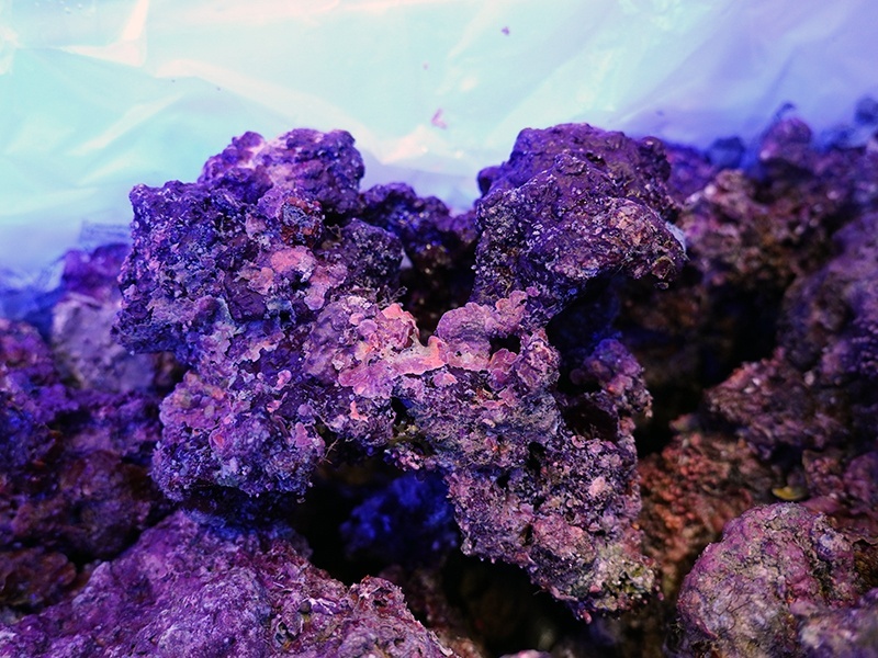 石付き！ミル 海藻 岩付き ライブロック 石付き！ミル 海藻 岩付き