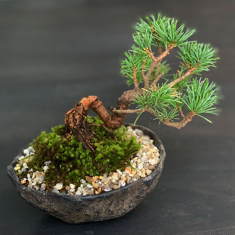 盆栽 大明萬暦年製 色絵雲龍鳳凰 鉢 中国鉢 盆栽小鉢 盆栽鉢 ミニ盆栽