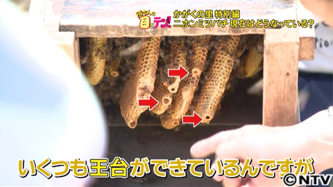 放送内容｜所さんの目がテン！｜日本テレビ