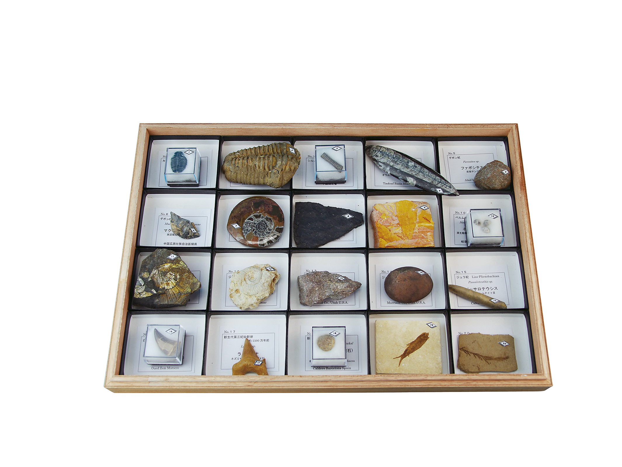 いろんな化石 セット 古代生物 標本 研究 コレクション Amazon | TOKYO