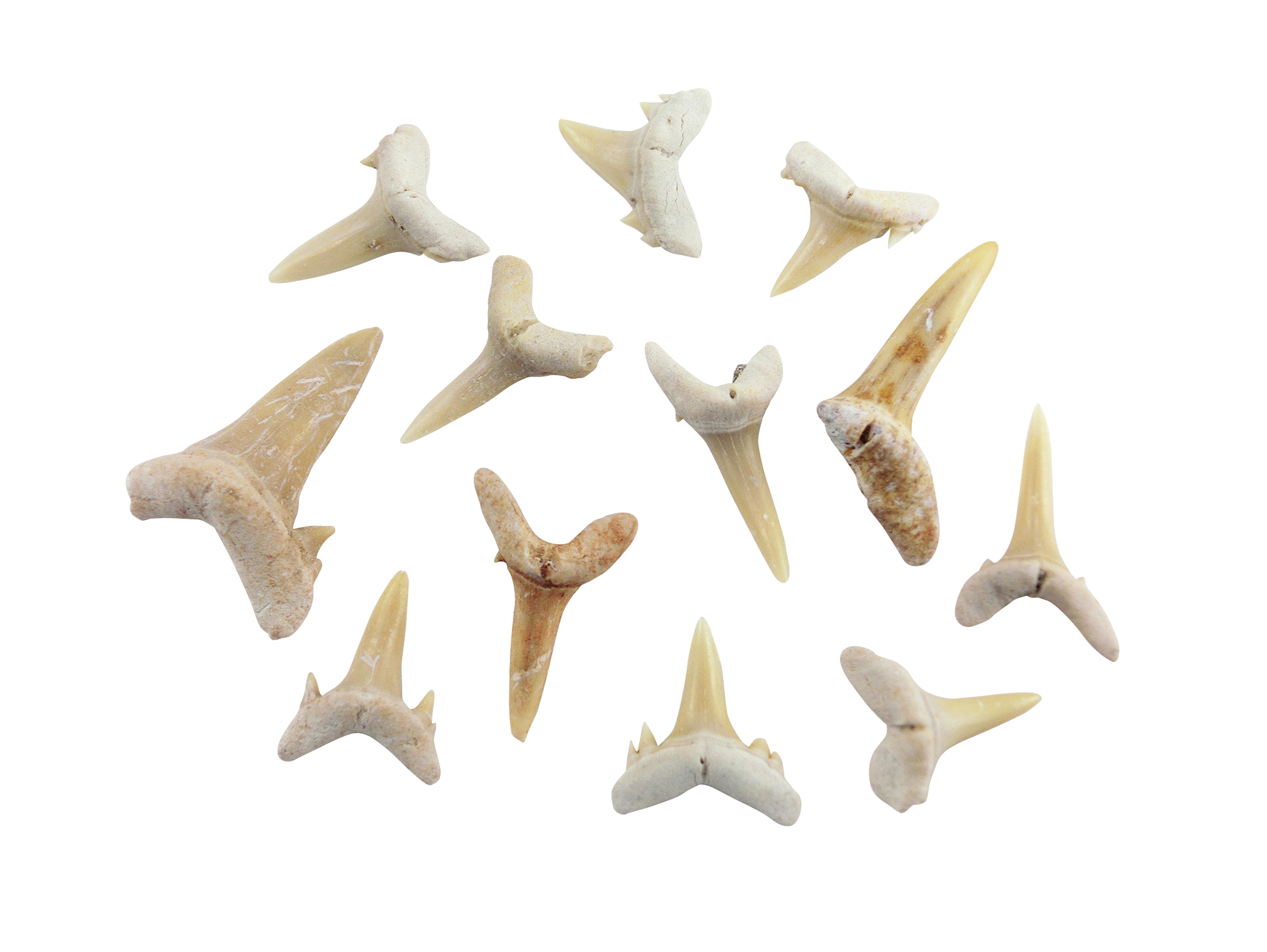 サメの歯 標本 No.6 ヨシキリザメ 顎骨標本 サメの顎歯標本作りマニュアル