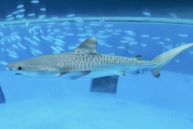 Dolphin Fantasy | Yokohama Hakkeijima Sea Paradise