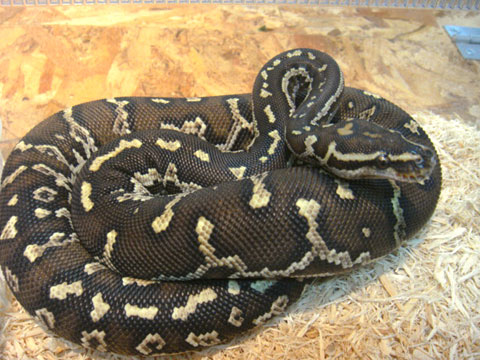 爬虫類図鑑（ヘビ図鑑/ボア・パイソン）