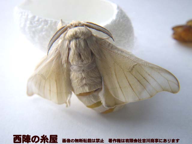 アンティーク 繭 蚕紡ぎ