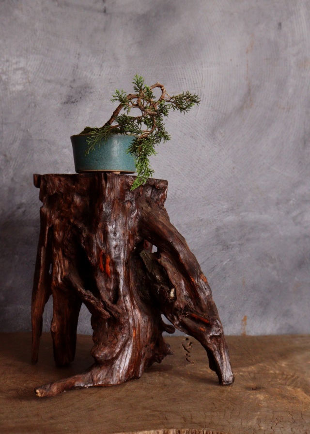 天然時代 古木 とろり 瘤 花台 香台 盆栽台 平台 約36㎝ 天然時代