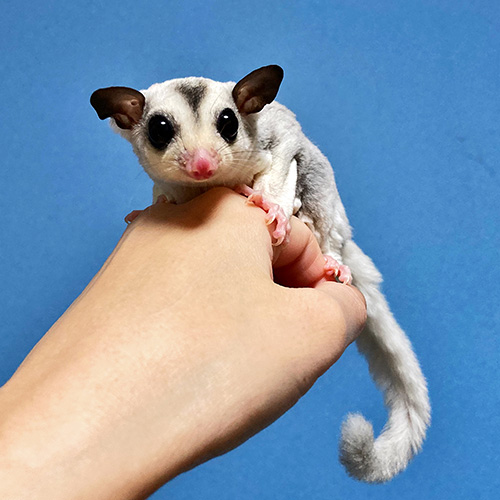 モモンガハウス