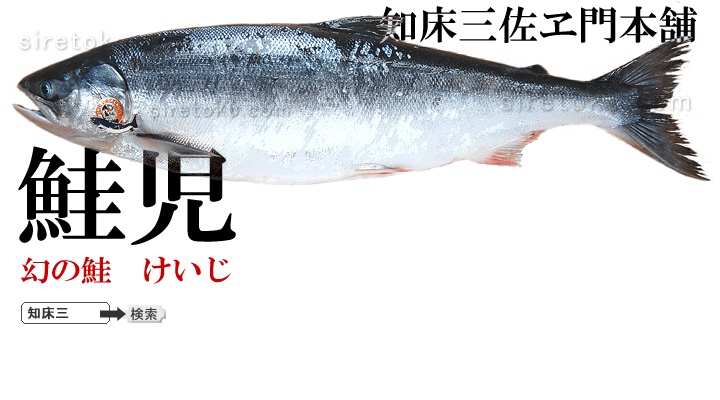 鮭児（ケイジ） 北海道産地直送贈答ギフト販売 / 三佐ヱ門本舗