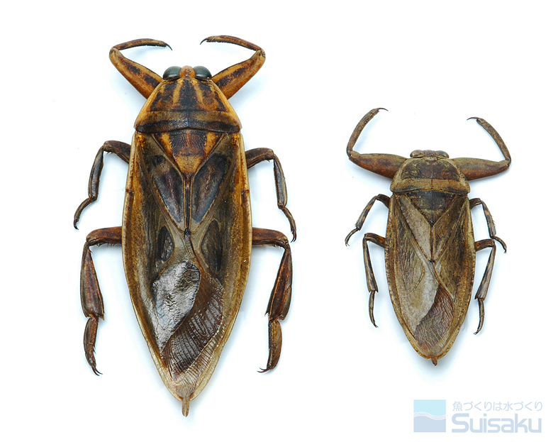 ボリビア産 ナンベイオオタガメ 112mm(管まで) ボリビア産 ナンベイ