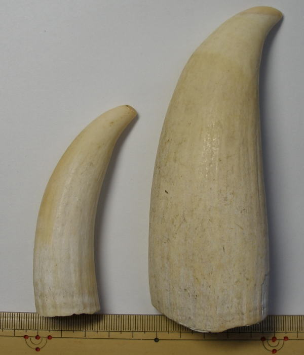 マッコウクジラ 牙 印材 抹香鯨 マッコウクジラ 歯牙 印材 根付 鯨歯