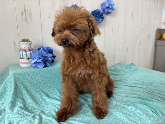 ﾏｲｸﾛﾃｨｰｶｯﾌﾟプードルのオレンジフォーンの女の子(240713)の子犬情報|堺