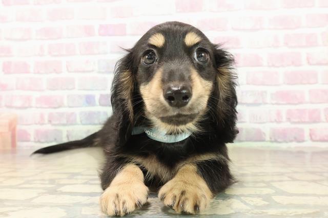 新潟県のミニチュアダックスフンド(ロング)の子犬を価格や特徴で探す