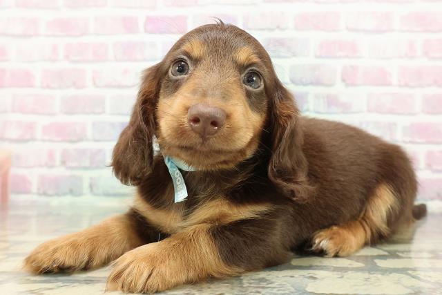 ミニチュア・ダックスフンドの子犬一覧｜ペットショップCoo＆RIKU