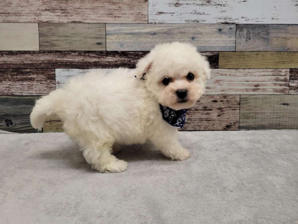 ビションフリーゼ「ri2015」「まろん&クレア」コラボ商品