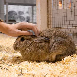 Add.Mate Lapin アドメイトラパン 掃除のしやすい広々ケージ ノワール