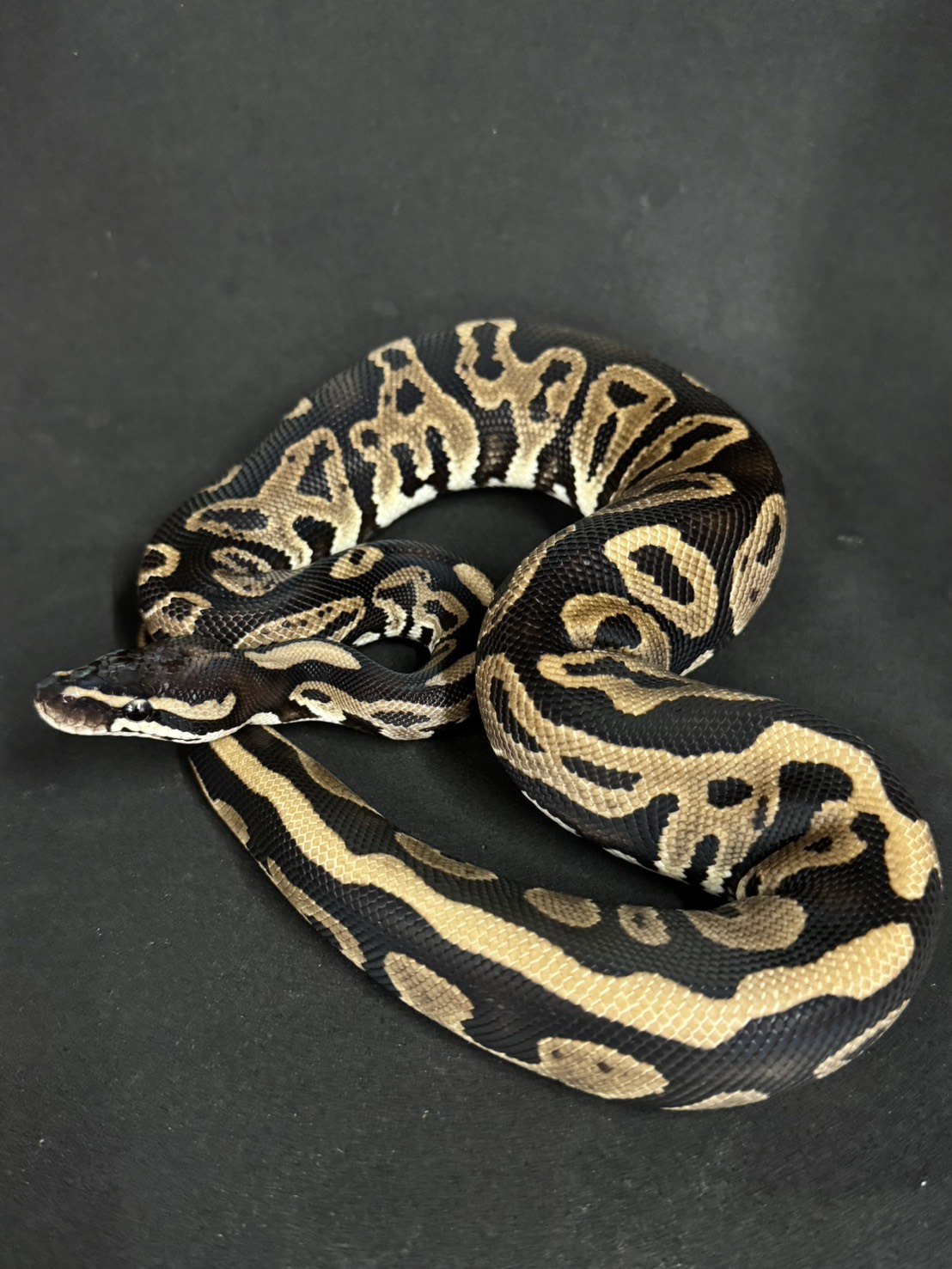 FandK 爬虫類ケージ 小動物 リクガメ フトアゴ ボールパイソン