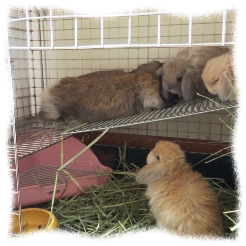 うさぎ専門店pet's-club / コンフォート80ロフト*ステンレス【税別1800円】