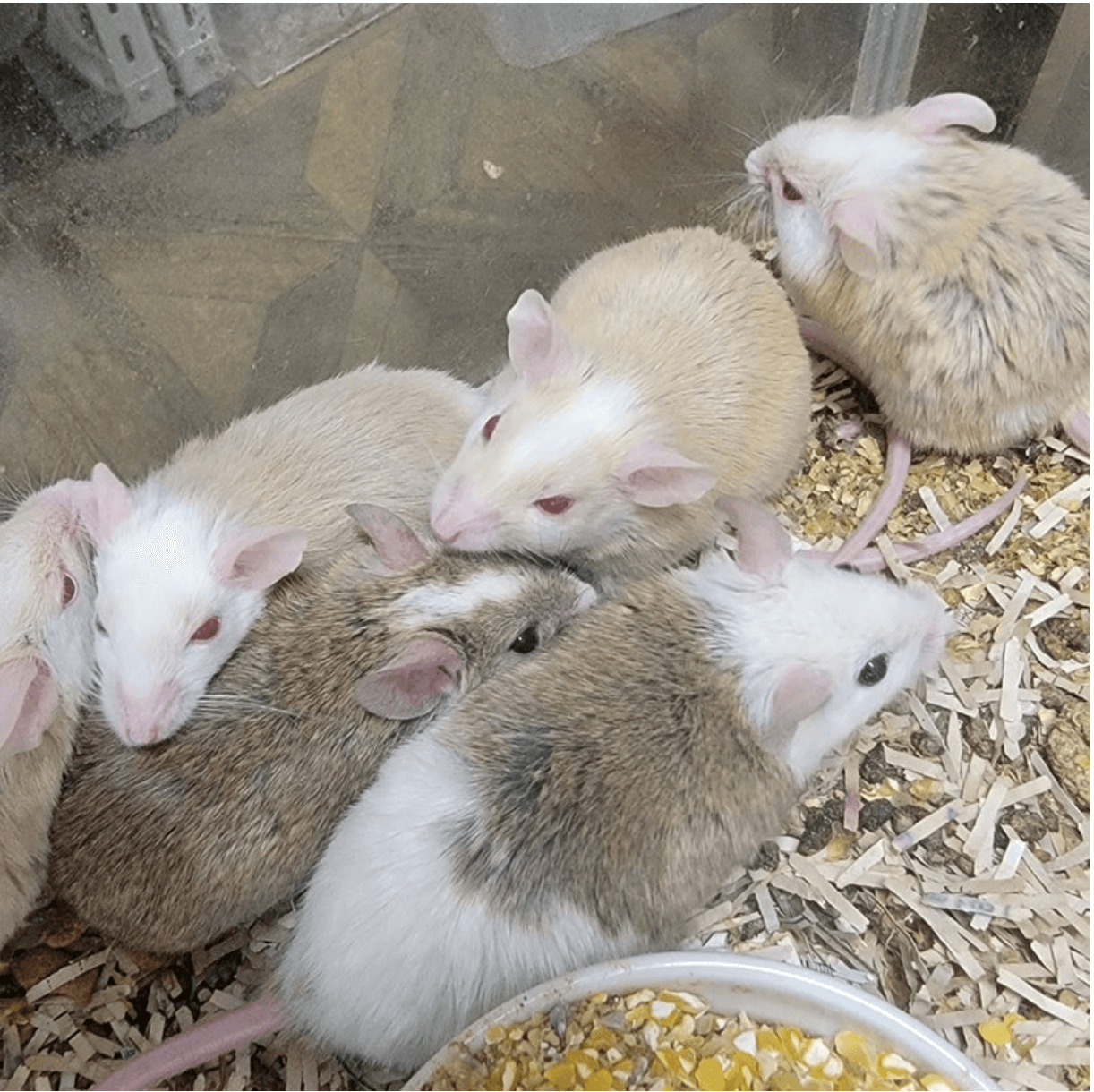 ヤワゲネズミ 51-60g 33匹 公式通販