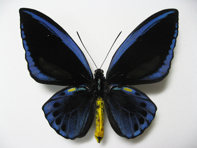 1ペア】ミドリメガネトリバネアゲハ（インドネシア・ビアク島） 【公式