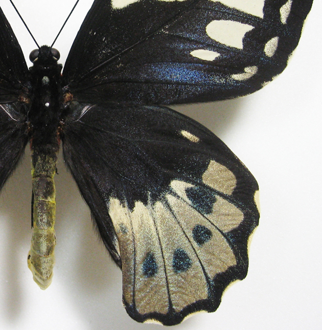 異常型☆オビトリバネアゲハ♂標本☆前翅中室黒状帯抉られ型☆深緑色