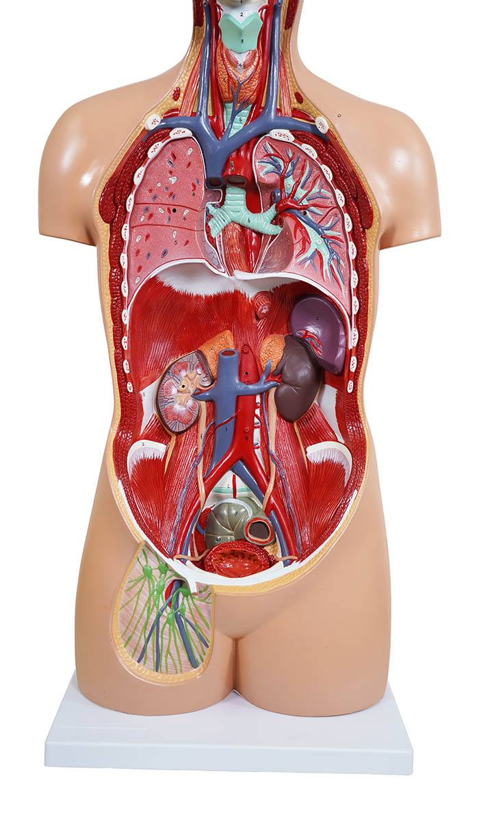人体解剖模型（トルソー型） KIS－310（3DCGサービス付
