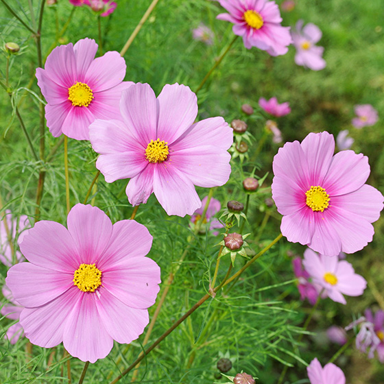 秋桜の道 | ランナーズインフォメーション研究所