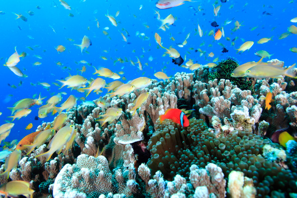 水中写真家 古見きゅう オススメ9エリア！｜ダイビングツアー専門旅行