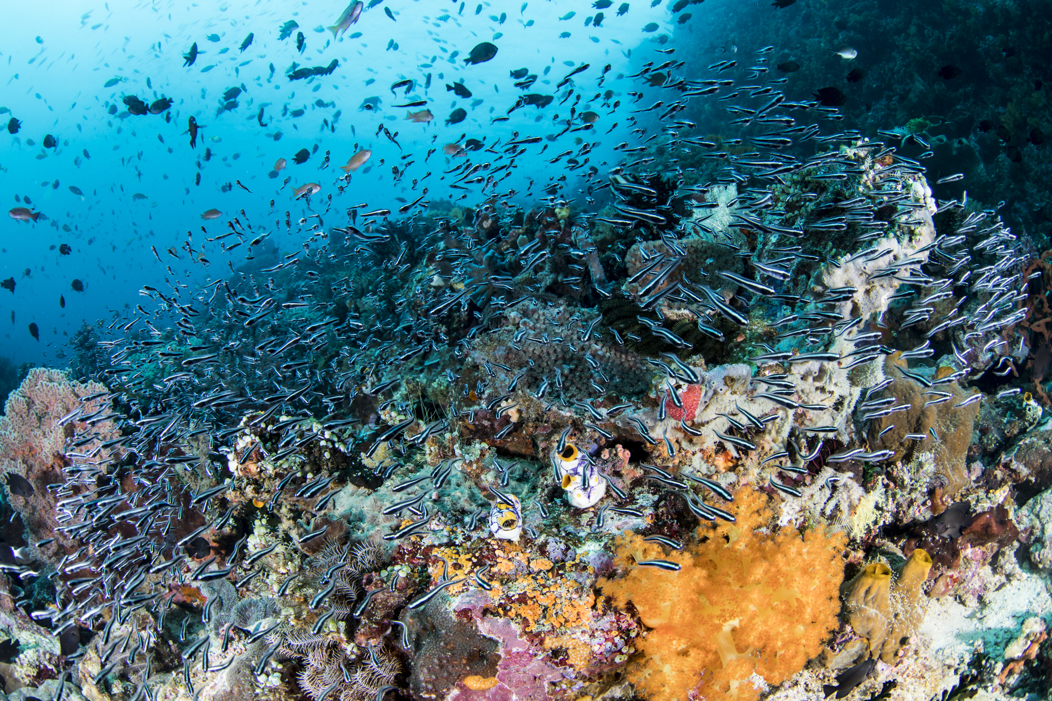 水中写真家 古見きゅう オススメ9エリア！｜ダイビングツアー専門旅行
