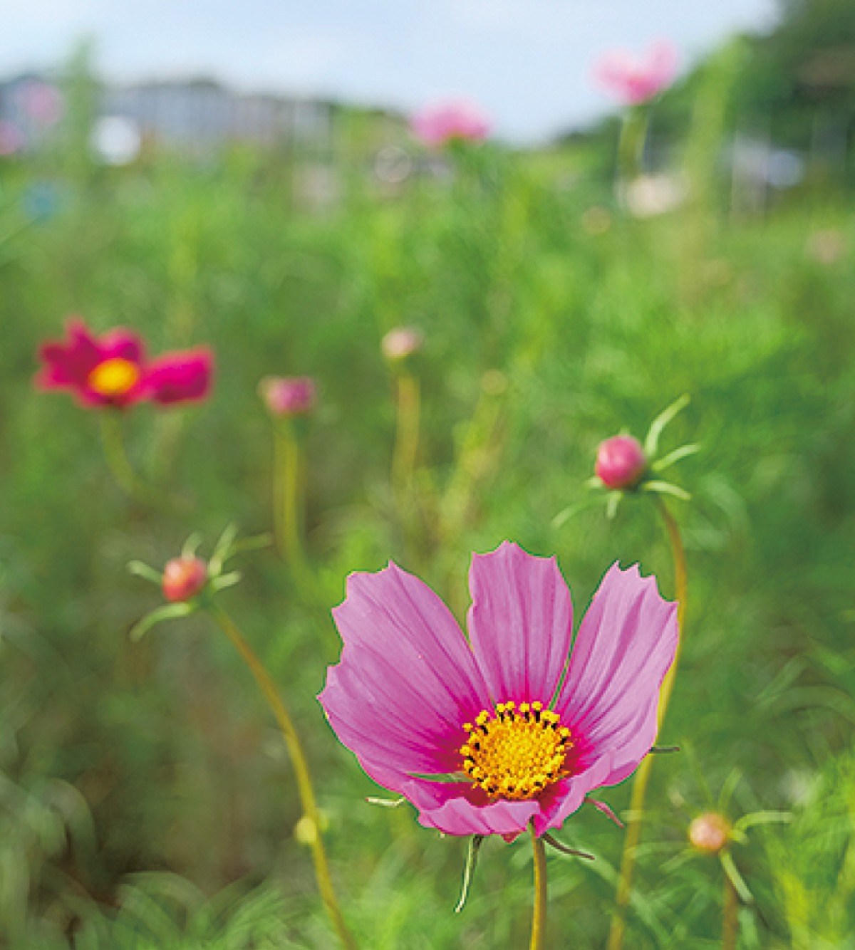 秋桜（コスモス）が見ごろ 春の桜も開花!? | 藤沢 | タウンニュース
