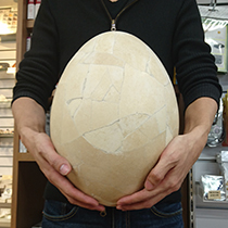 雑記－巨鳥エピオルニス｜化石販売・鉱物販売の東京サイエンス