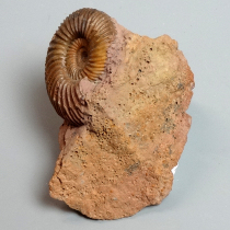 アンモナイト（Parkinsonia）｜化石販売・鉱物販売の東京サイエンス