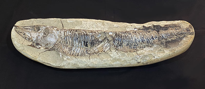 ヴィンクティファー魚化石中生代白亜紀前期ブラジルセアラ州