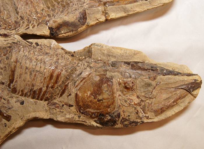 お値下げ！ブラジル出土 古代魚の化石⭐︎ 28センチ級、立派！ブラジル