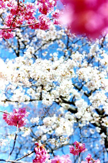 蜷川実花 Mika Ninagawa 桜 写真 GALLERY TAGBOAT 蜷川実花 Mika