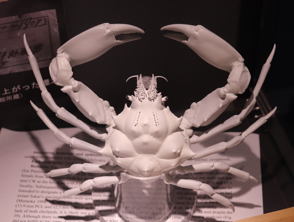 希少生物！？ 蟹 カニ 剥製 標本 カワリヒシガニ ヒシガニ系 甲殻類