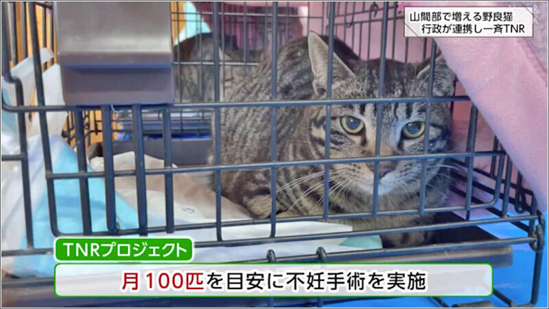 龍脈の精髄 ― クラスター 「聖域を生む結晶の調和」 宮崎県産 保護猫
