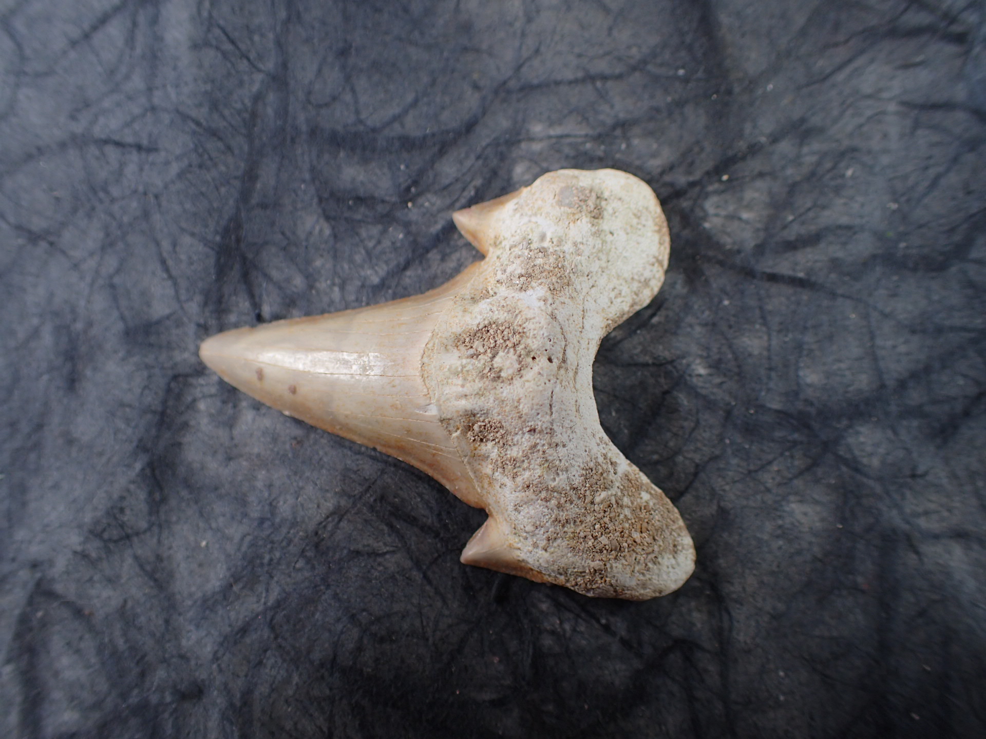 モロッコ産サメの歯化石標本 化石標本◇サメの歯×アクアマリン／