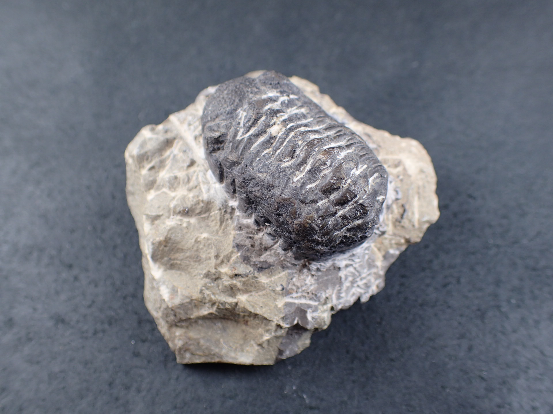 三葉虫 化石（Trilobite Fossil)（学名 ： Phacops） 時代 ： 古生代