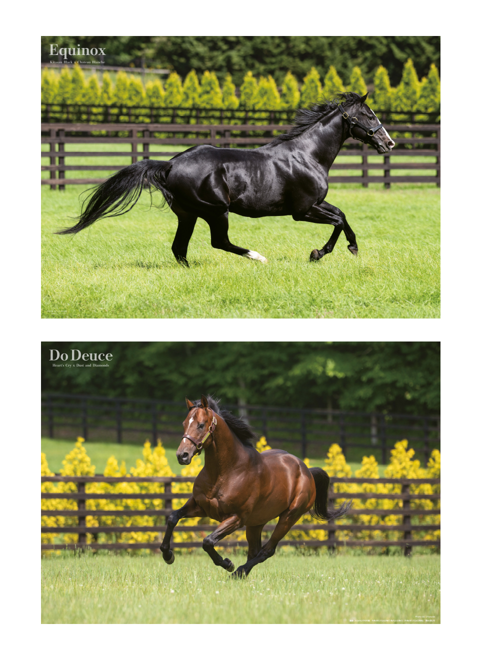 最新号 | 優駿 WEB