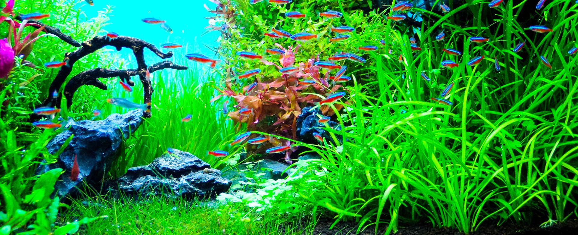 ナノレビル｜ゼンスイ株式会社