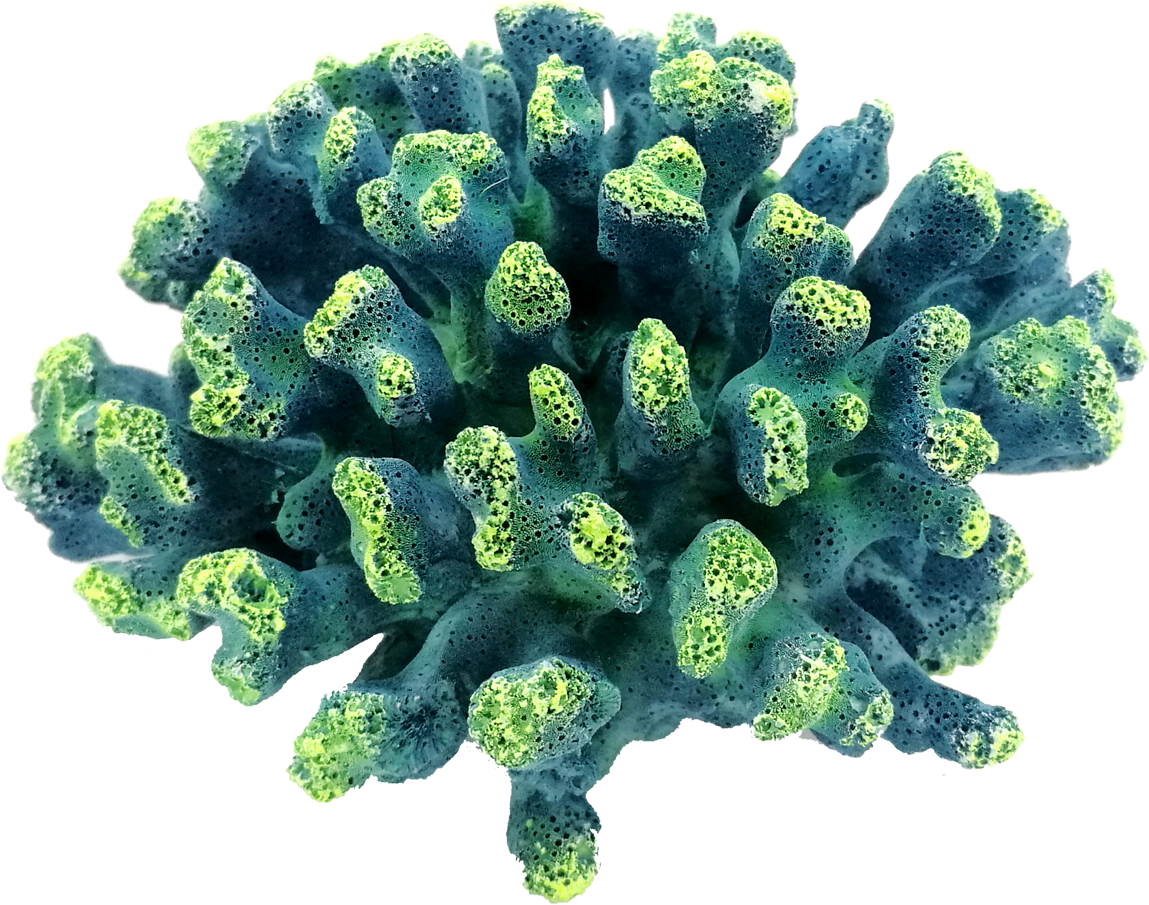 レプリカサンゴ｜ゼンスイ株式会社