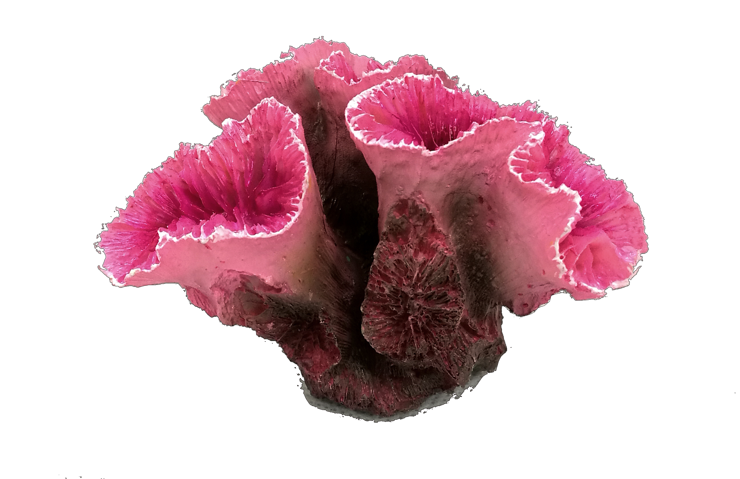 レプリカサンゴ｜ゼンスイ株式会社