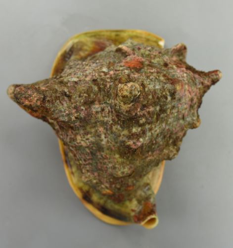 トウカムリ | 軟体 | 市場魚貝類図鑑