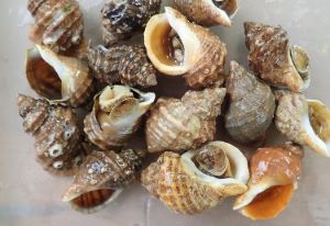 ワダチバイ属について＆生物一覧ー | 市場魚貝類図鑑