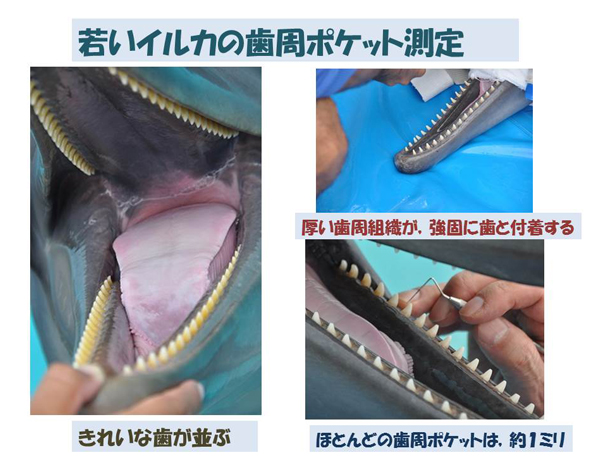 イルカの歯のふしぎ その7／イルカの歯周ポケット測定 | 岡崎 好秀