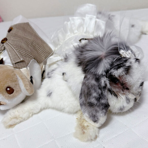 ご長寿うさぎさん – ココロのおうちのうさぎLife